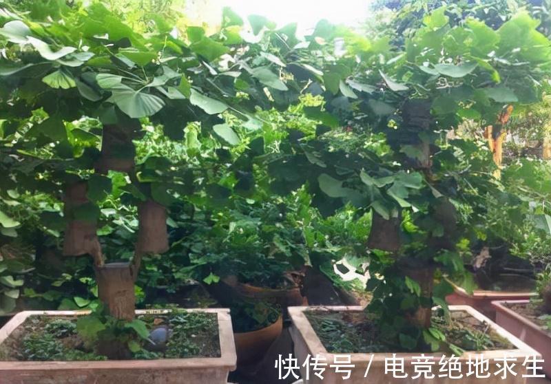 有2种古老庭院树，如今走错路都能遇到，可养好了依旧昂贵