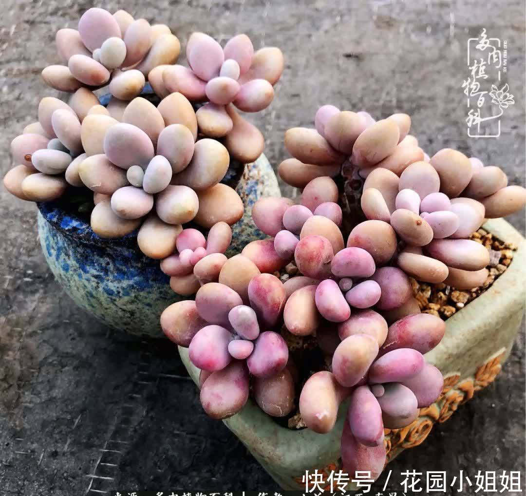 我的多肉宝宝美图,愿能给大家带来一丝轻松与愉悦!