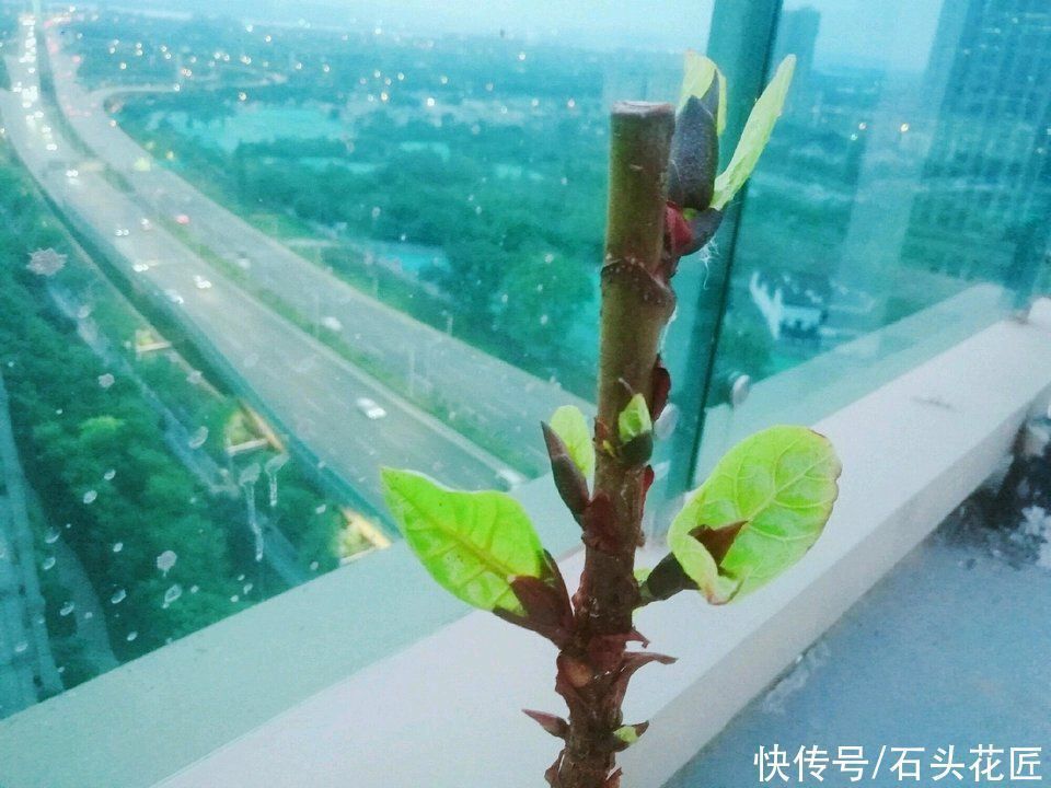 富贵竹|家里有5种花,春天记得“打头”修剪1下,这样才能长“饱满”