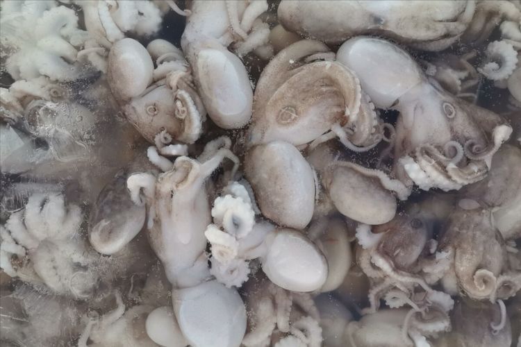 煮八爪鱼，别等水开再下锅，不然嚼不动，渔民教你3招，鲜香爽脆