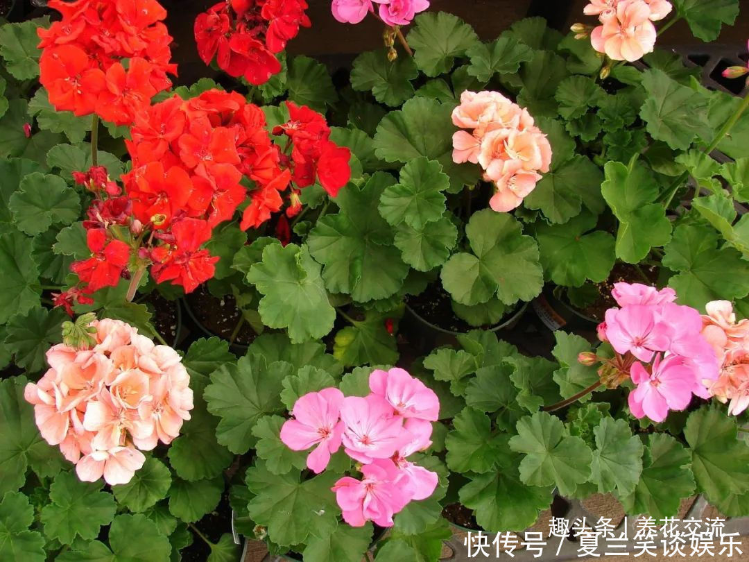 养护|6种特别怕热的花卉,度夏要多注意几点,夏天容易挂,养护要谨慎