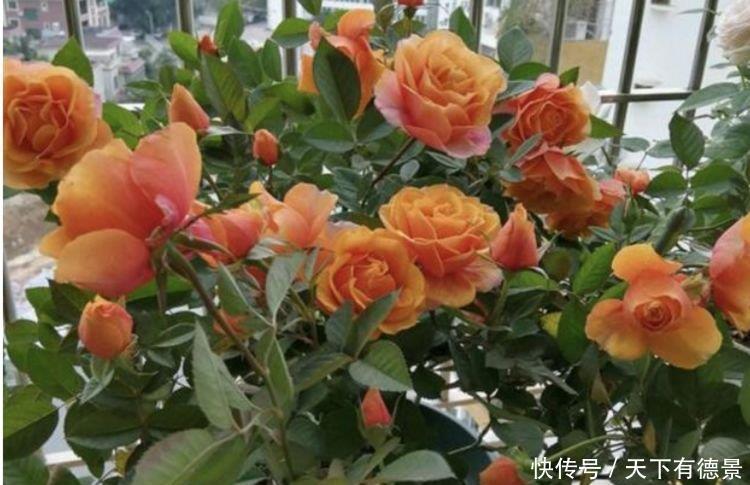 4种花,堪称“开花机器”,花期长、花量大,好养活还不贵