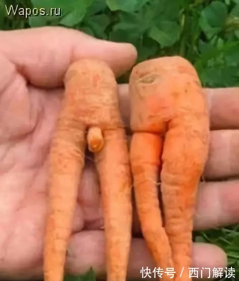 你绝对没见过的奇特的瓜果蔬菜!大开眼界!