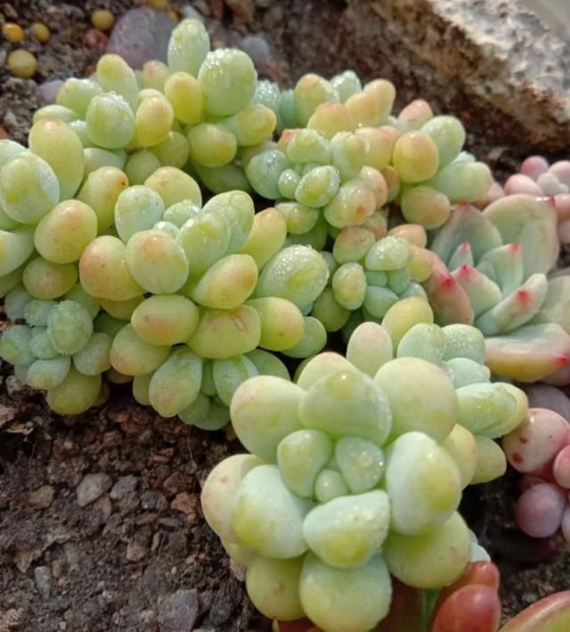 从小|养了5年多肉,从小白变成大神,这些经验送你了