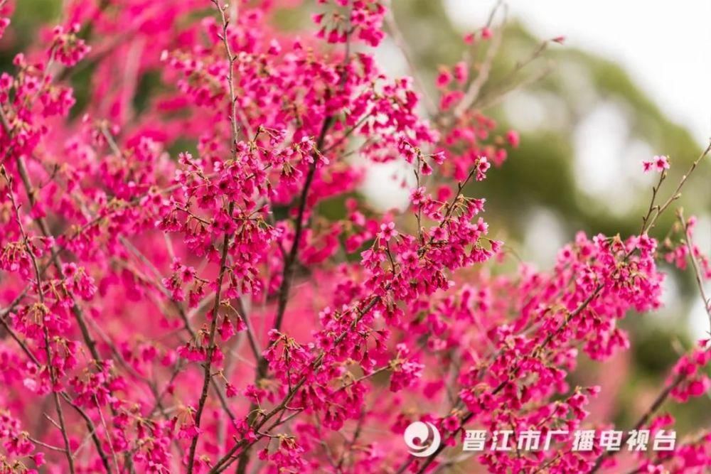 老年|惊艳来袭！晋江市区千亩“天然氧吧”，春节赏花好去处！