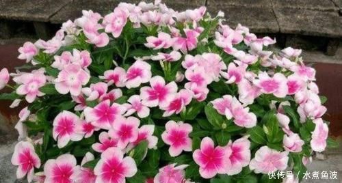 4种花太美了,四季开花,花期长,观赏价值高,种植容易