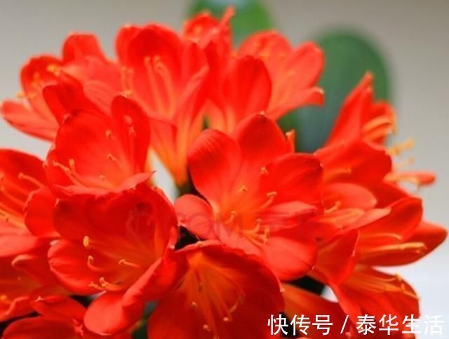 花农|老花农传授养护君子兰妙招，学会了，叶子绿油油开花还多