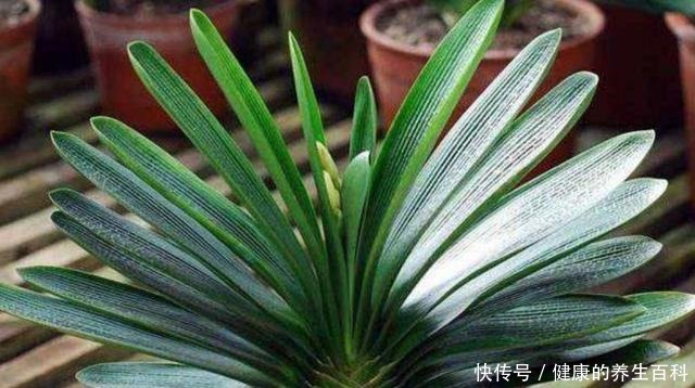 想要君子兰长得快，做好这几个要点，不断长出新叶！