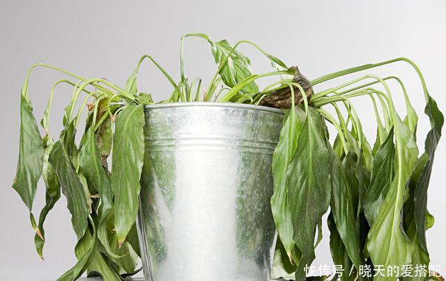 刚买回来的花就黄叶落蕾?这么做立马恢复水灵