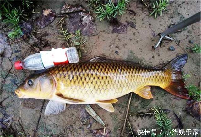 诱惑|这款自制饵料南北通用，夏季钓鲤鱼效果绝佳，鲤鱼无法抗拒的诱惑