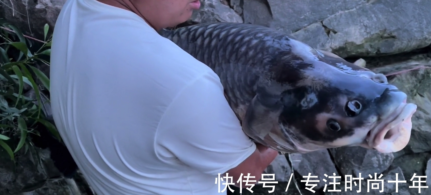 可惜!小伙东江钓了条大青鱼,有人3000预定,结果人没到鱼就死了