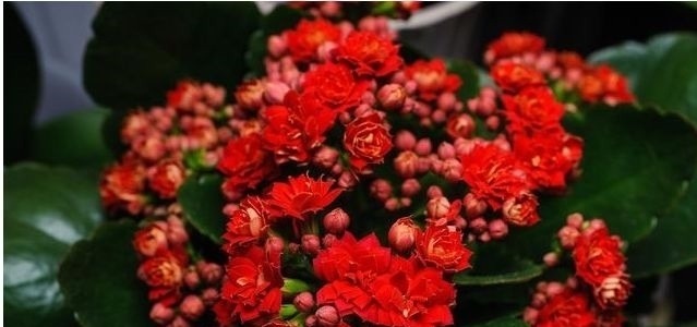 家里养花不要瞎眼！这6种花旺财又养人，有2种花是大忌！