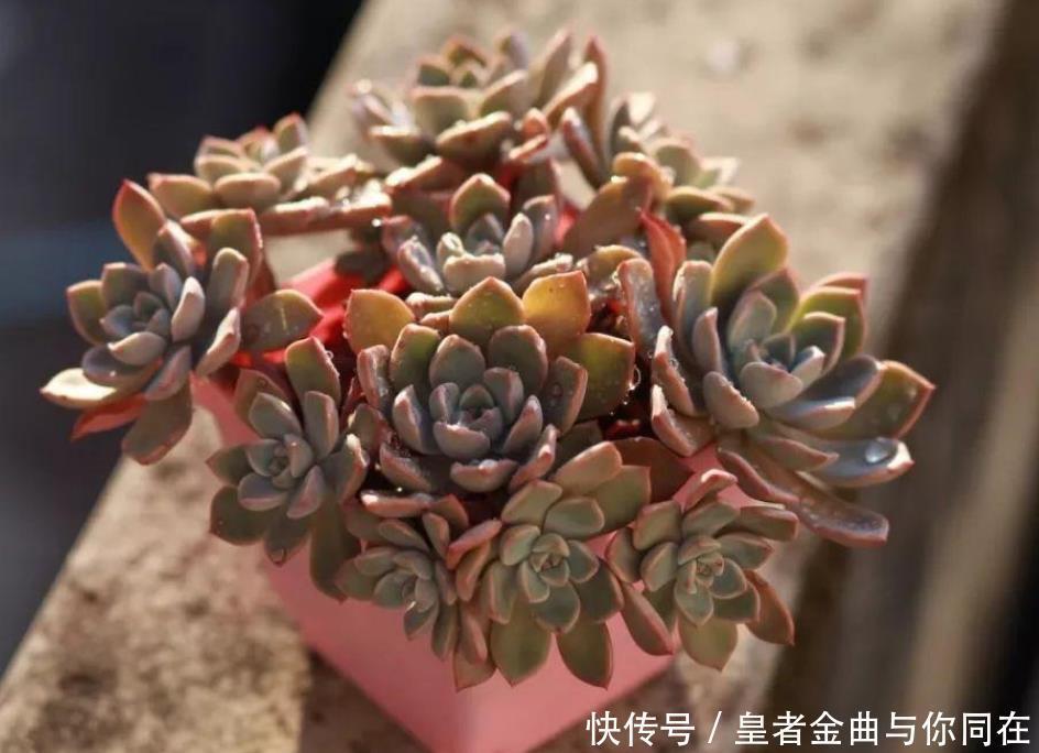 养多肉怎么争“天时地利”盆栽做到4点,叶子全年糖果色