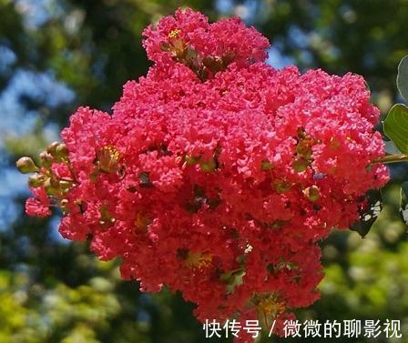 疑露堂前紫薇花两株,每自五月盛开,九月乃@谁说花无百日红,紫薇,从诗词里走出来