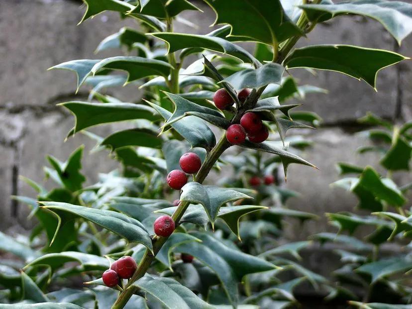 农村常见的构骨,做成盆栽当年宵花,果子红红火火很喜庆
