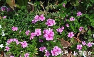 想要植物长得好,一种花肥炒一炒,养花盆底垫一些,3年不用施肥