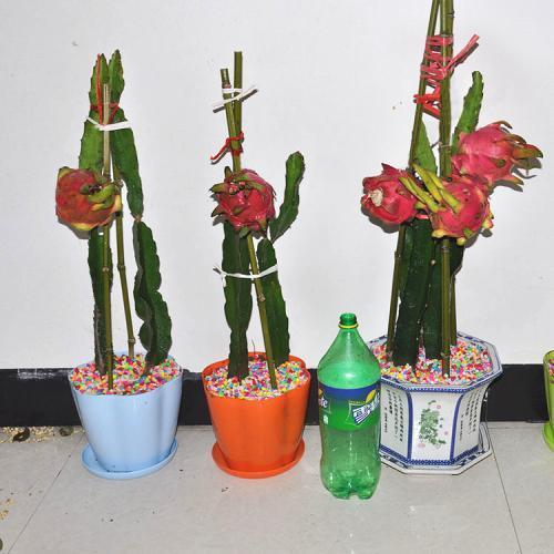 一个枝条插花盆,10天生根,当年结果50颗,超市30块钱一斤