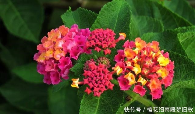 养花就养此3种,开花爆盆很漂亮,养出大花球,天天都能赏花