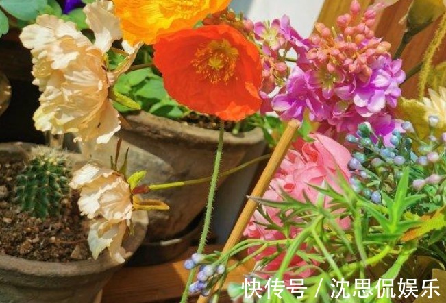 吸臭强性强的4种花,有洁癖一定要养,效果不仅明显还省事!