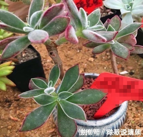 大叔|农场大叔的一个小妙招，多肉种在“这”上面，3个月都不用浇水！