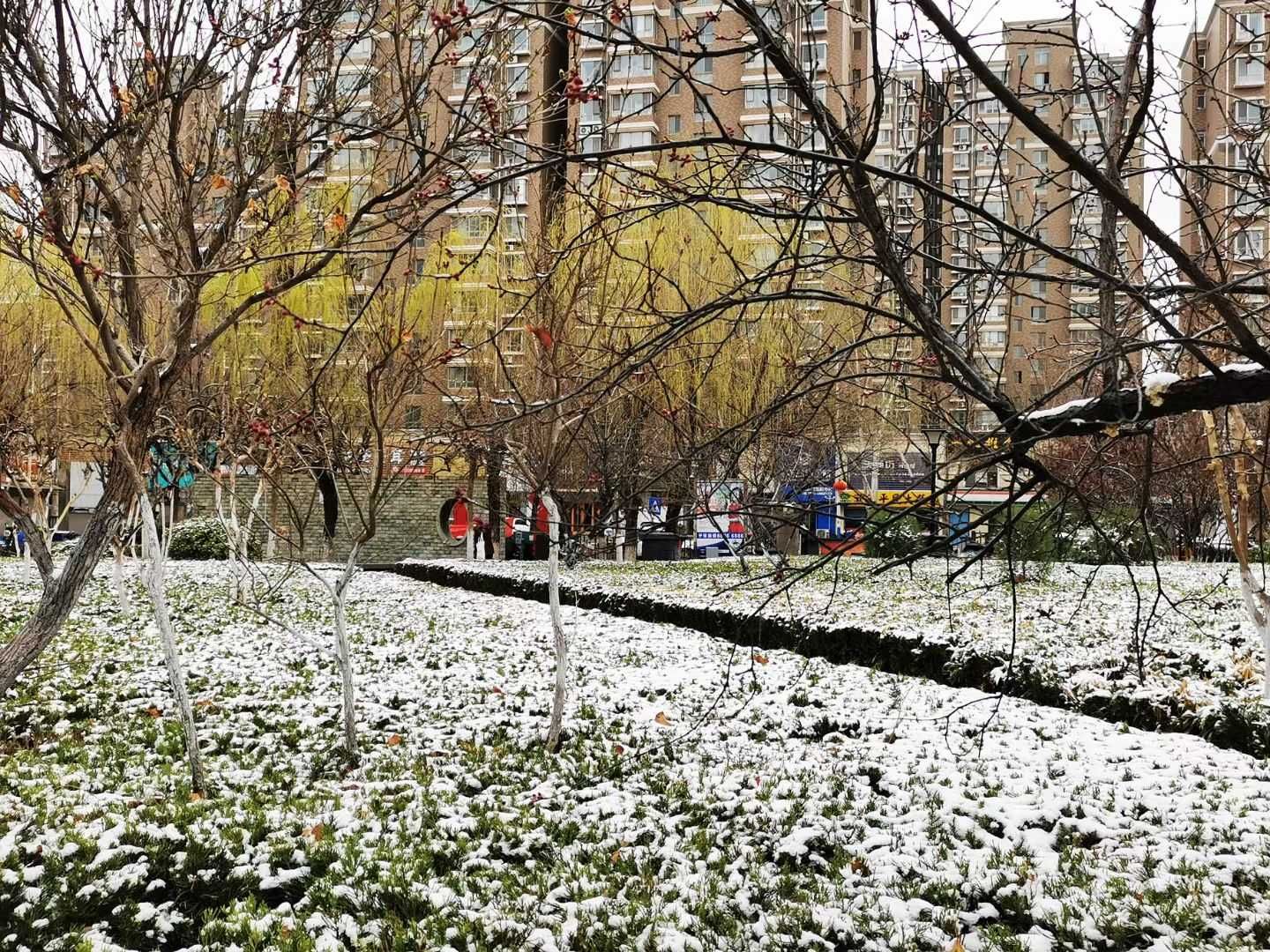 老年|泉城喜降春雪，银装素裹，分外妖娆
