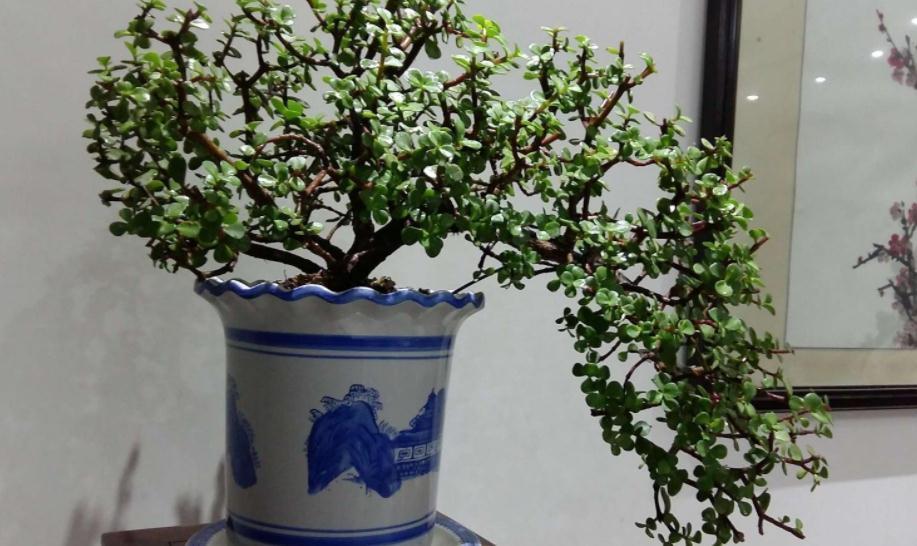 养护|养金枝玉叶,按“这”方法盆栽,枝叶长得旺,极具观赏价值
