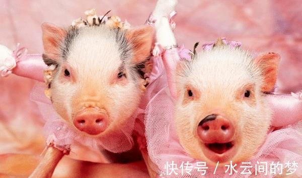 生肖|“十猪九富”，生肖猪以下4月出生最好命，福运满溢，家庭兴旺