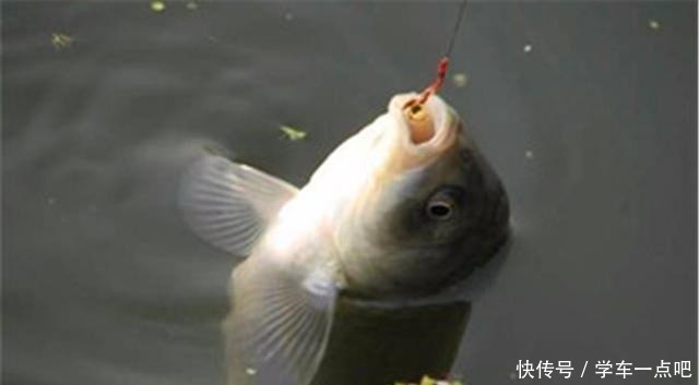 想要钓好鲫鱼,这些鲫鱼喜欢的味道,就都得了解一下