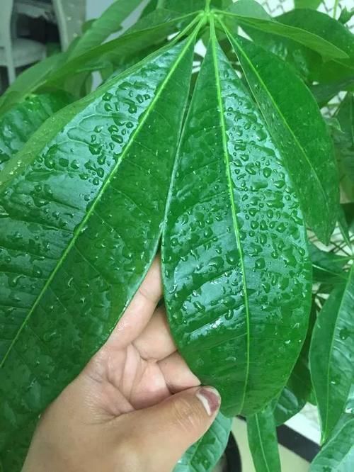 发财树君子兰烂根，可别扔了，1个小招就能救活！