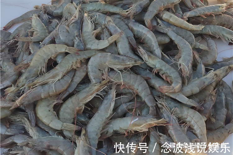虾皮|吃虾时,要不要去虾线?70岁老渔民告诉你真相,有些常识要知道