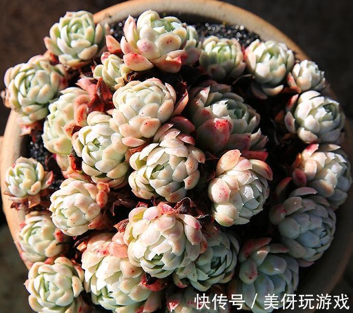 想不到这种多肉植物也是有香味的,家里养了的朋友赶紧闻闻