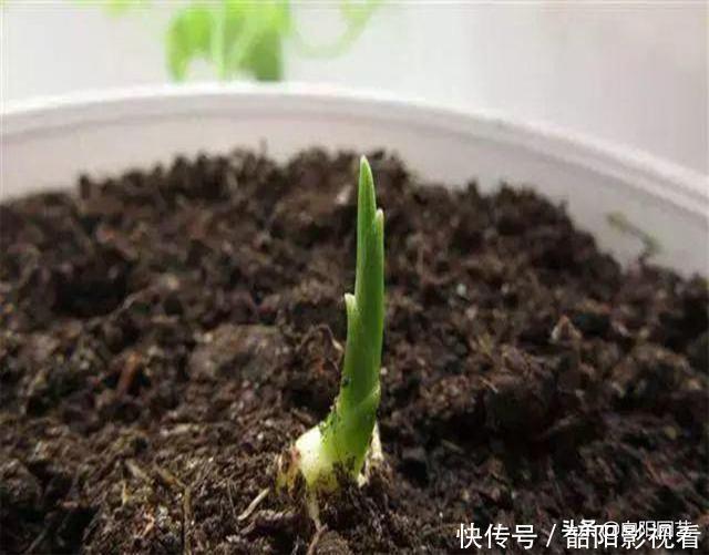教你在家种生姜，掰个小姜芽，夏天埋土里，不出两个月长成山