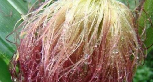 只要＂5＂分钟，快速泡发黑木耳，省时又省力