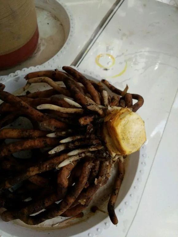 秋天|绿萝君子兰烂心叶黄，“剃个头”新芽直冒，呼呼爆盆！