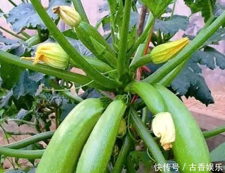 阳台最适合养5种菜,生长快结果多,夏天再热不用出门买