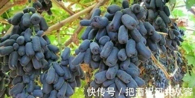 家里院子别空着，此树要种2棵，甘甜可口，比桃子梨好吃多了