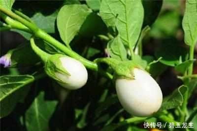 厉害！在家阳台也能种蔬菜盆栽，绿色环保，家里人都爱吃！