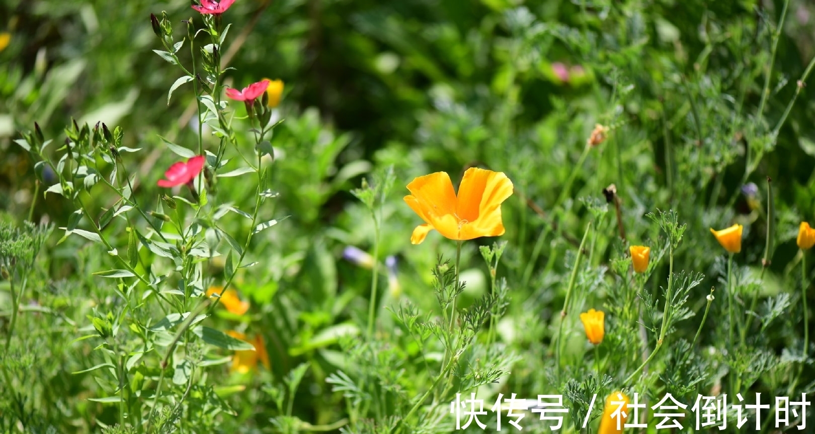 秋老虎|8月7号立秋，今年是早立秋还是晚立秋？立秋后还热吗？