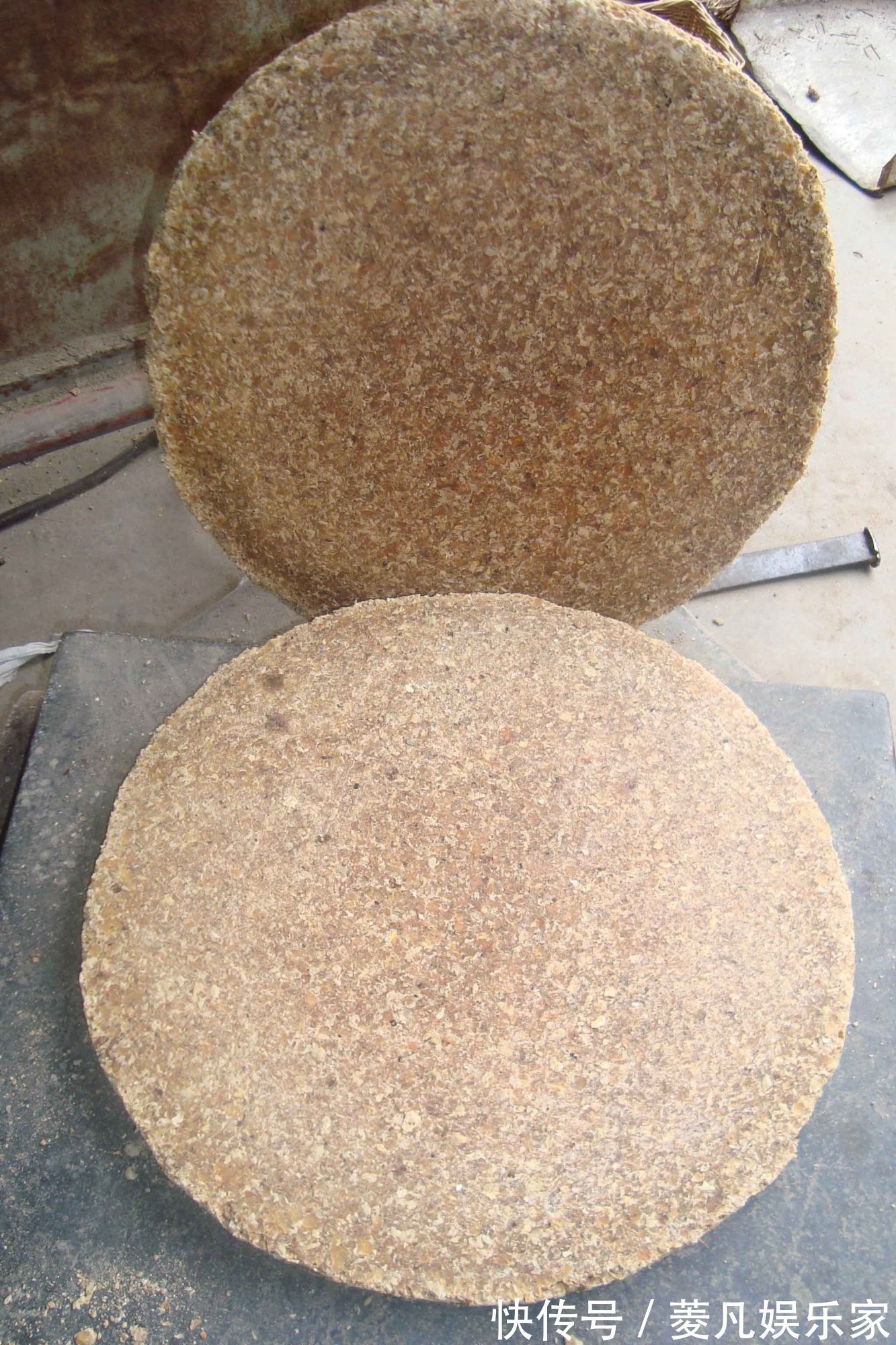 生长期|养金钱树、虎皮兰“抓重点”,每月喂点“出芽肥”,1次冒出5个芽