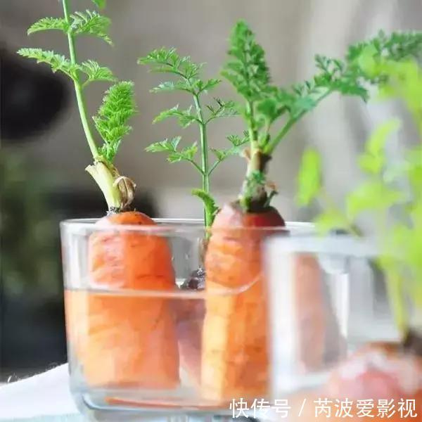 厨房里这9种菜根不要扔,泡水就能活,比绿萝好看多了!