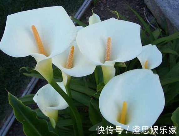 五彩石竹|喜欢玫瑰,不如养“传统玫瑰”永远的莫斯科,花色红艳,妩媚娇羞