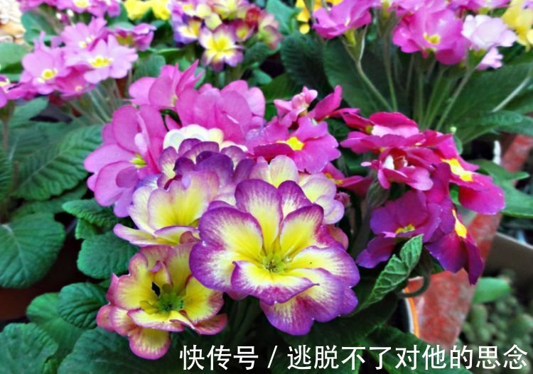 养花就养4种花,好养易活花量大,人见人爱,开成小花园!