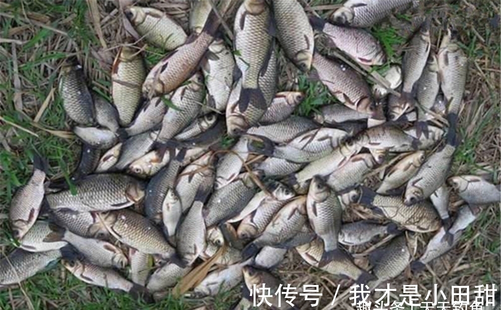 冬钓万金油:一要看天气,二要看钓位,三要看钓法,四要看饵料!