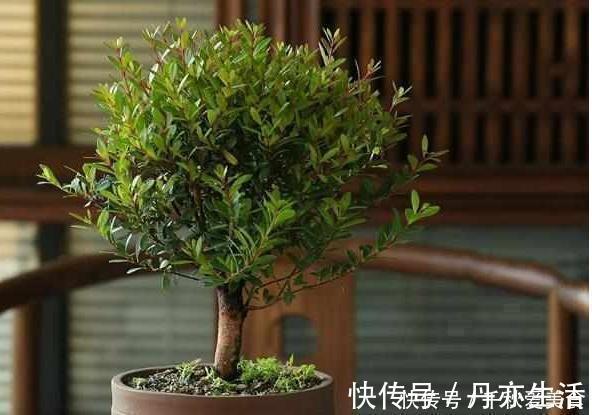 花卉|这三种树最适宜养在客厅，比香水都香，亲戚来了都说好