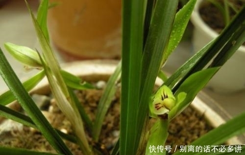 春季到了,春蕙兰管理有技巧,你了解多少?