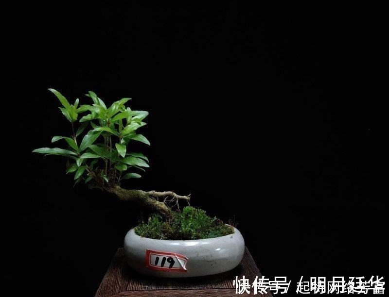 这6款盆景,一款比一款有品位,“养不死”还净化空气