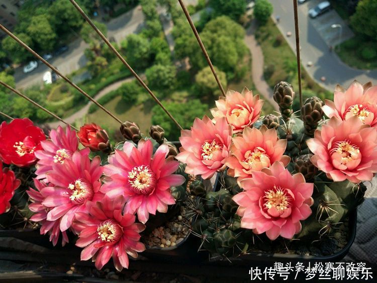 养此款花卉,好养开花漂亮,一开就是300天,你养了吗