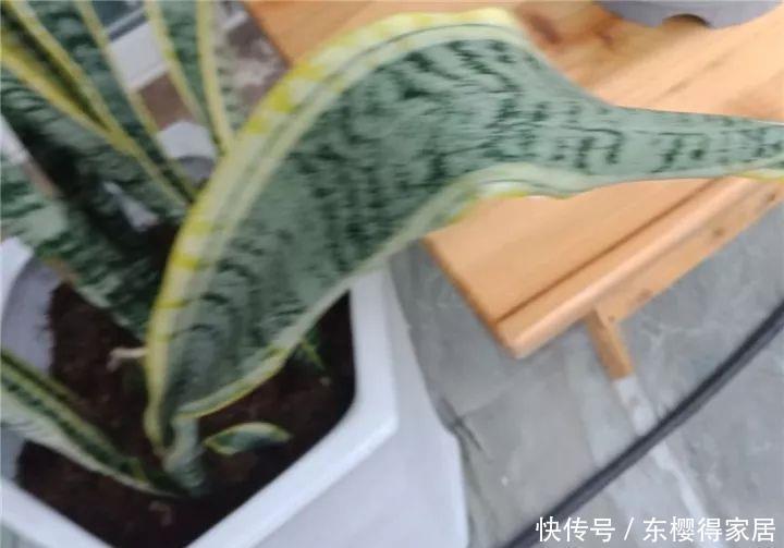 冬天修剪分“轻重”,有的花剪狠了,再也不开花