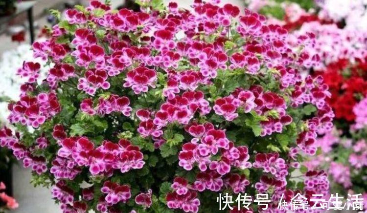 天竺葵|被称为“开花劳模”的4种花，一开就是300多天，漂亮花期长