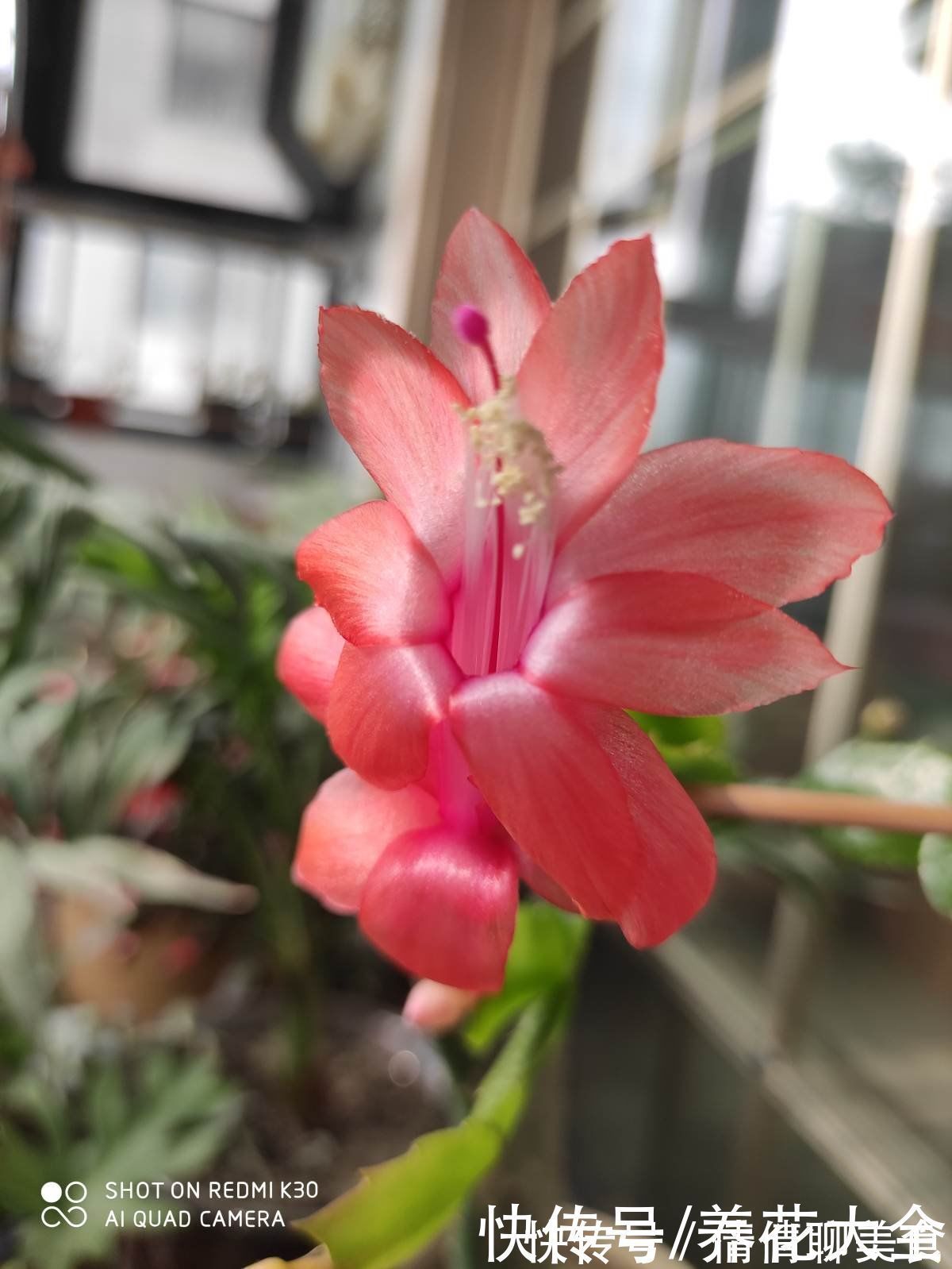 冬天养花,早上少做4件事,花草平平安安度过冬天